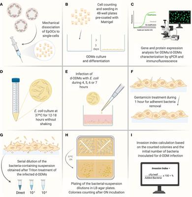 A Novel Strategy to Study the Invasive Capability of Adherent-Invasive Escherichia coli by Using Human Primary Organoid-Derived Epithelial Monolayers